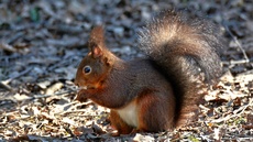 Eichhörnchen (3).jpg